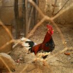red and black rooster on brown surface